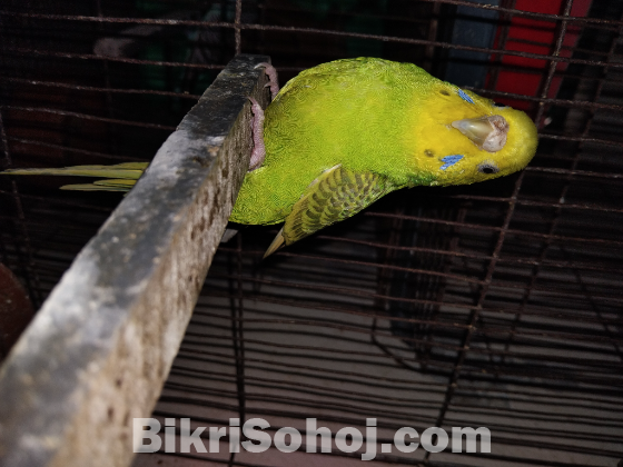 বাজিগার পাখি